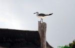mex13_010.jpg