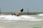 mex13_030.jpg
